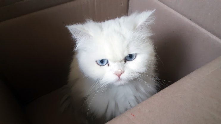  새끼 고양이 키우기 주의사항 타이레놀 절대금지 입니다.