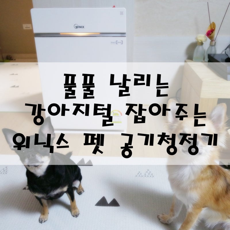 위닉스 펫 공기청정기로 강아지 털 빠짐 고민 타파!(feat. 공기청정기 사용, 관리 팁!)