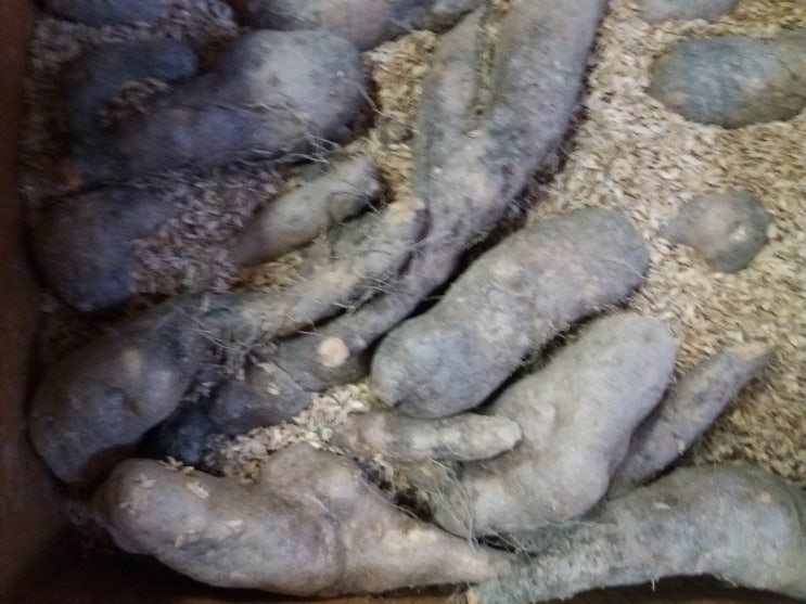  위내시경 후 마 효능이 좋다고해서 10kg 구입했습니다.