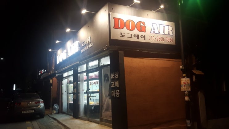  천호동 말티즈분양 도그에어 프리미엄 명품 애견 분양샵