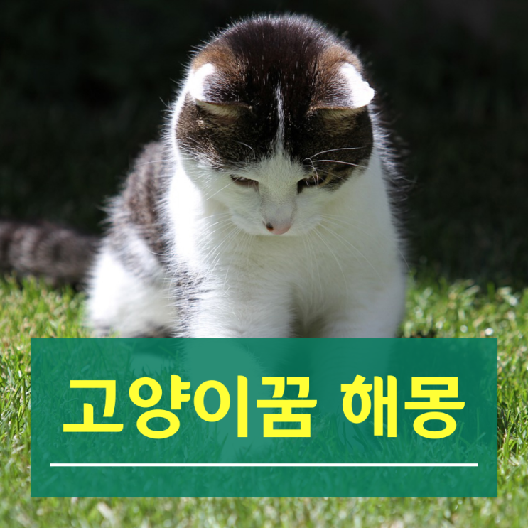 고양이꿈 해몽 깔끔정리