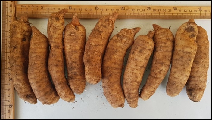 천마 효능, 먹으면 먹을수록 표가 나와요. 11