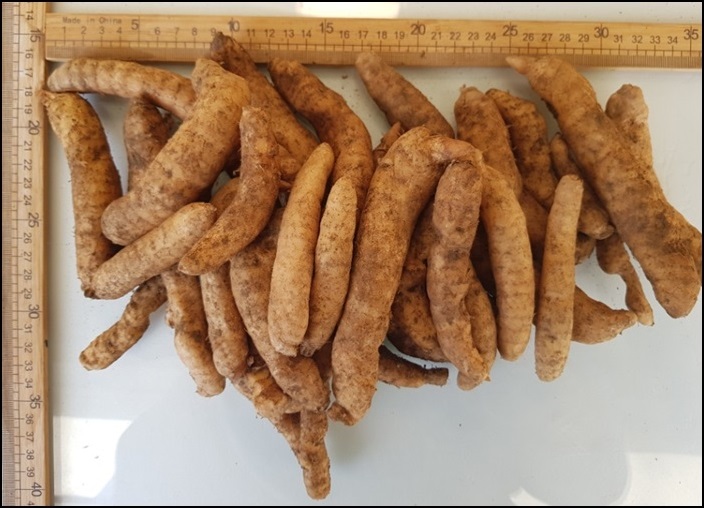 천마 효능, 먹으면 먹을수록 표가 나와요. 13