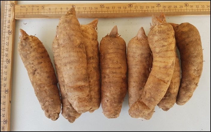 천마 효능, 먹으면 먹을수록 표가 나와요. 4