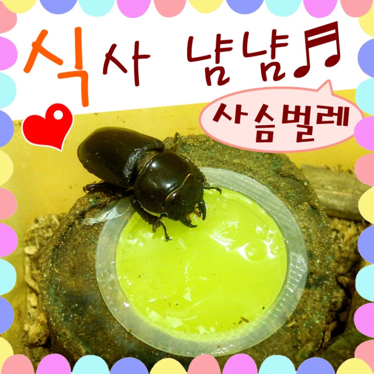  넓적사슴벌레 넓선생, 이제 곧 2살이에요