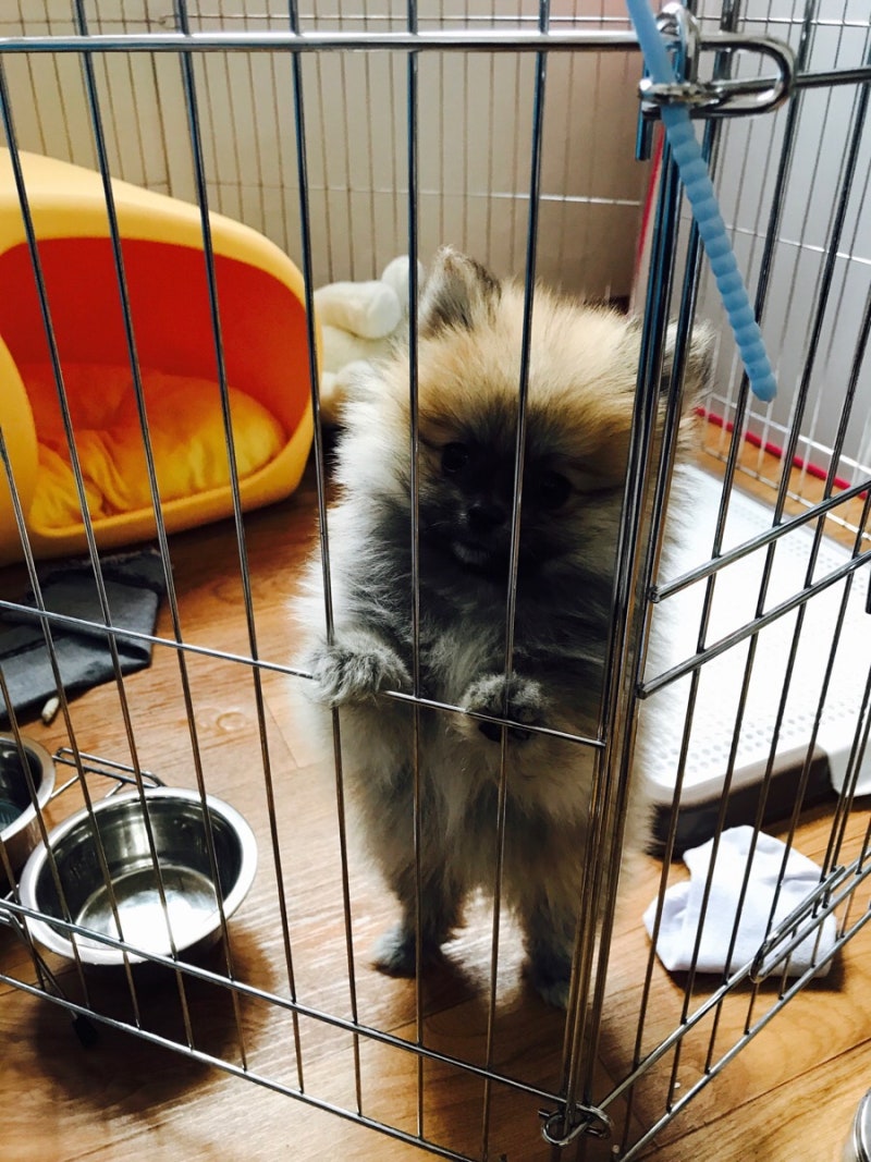 강아지 배변 훈련 : 네이버 블로그