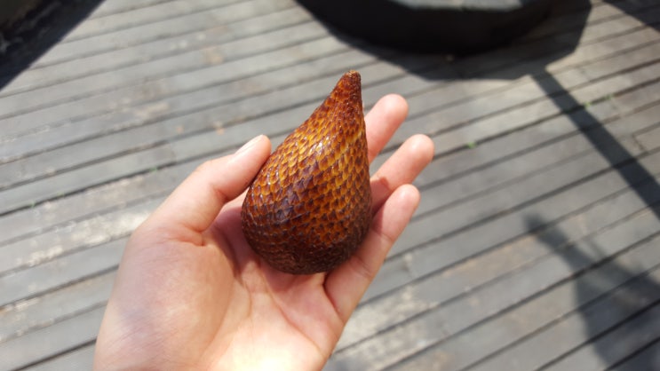  Snake Fruit 살라크