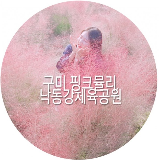  구미 핑크뮬리:: 낙동강체육공원