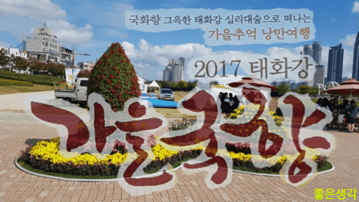 2017 울산 태화강 가을 국향 1