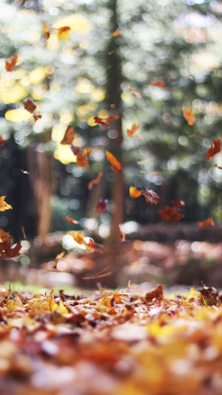 Ver107. 아이폰 가을 감성 고화질 배경화면, 'Simple Autumn' : 네이버 블로그