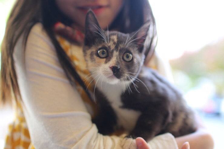 고양이 종합백신 2차 접종 청주 정성환동물병원 후기