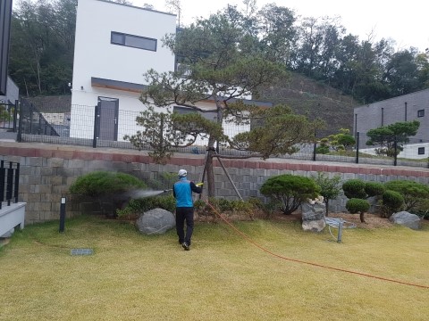  ｀구미 도량동 단독주택 수목 병충해 방제 작업。보림조경