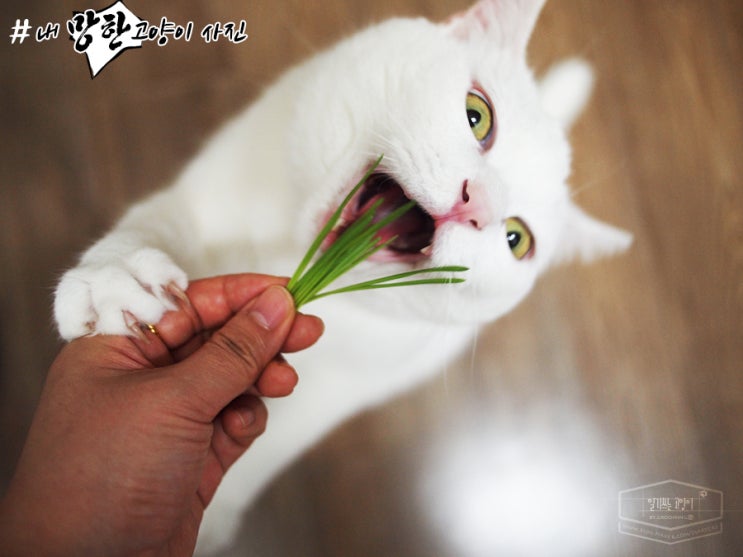  내 #망한 고양이 사진