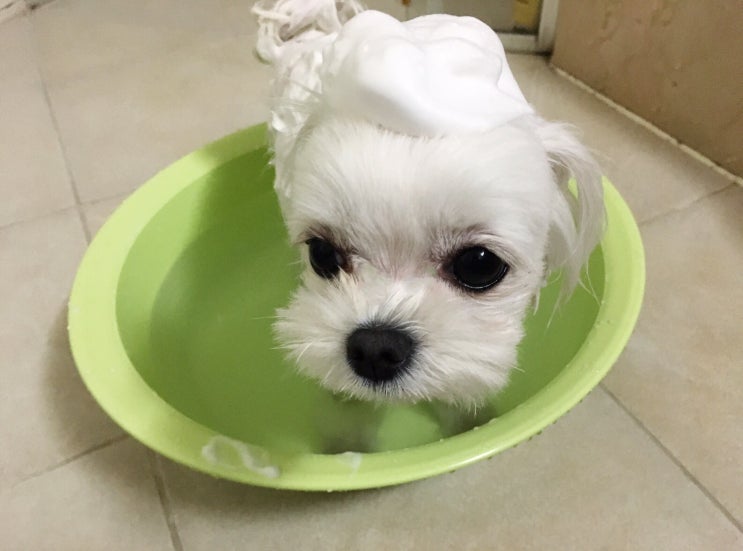  강아지 목욕용품, 반려견 입장에서 선택해 주세요!