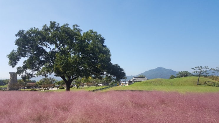 [경주 핫플레이스] 첨성대 핑크뮬리. 피자 987. 카페 오하이