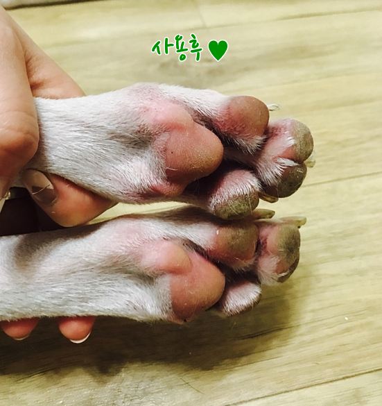  강아지 산책 후 발씻기기 발비누 대박만족