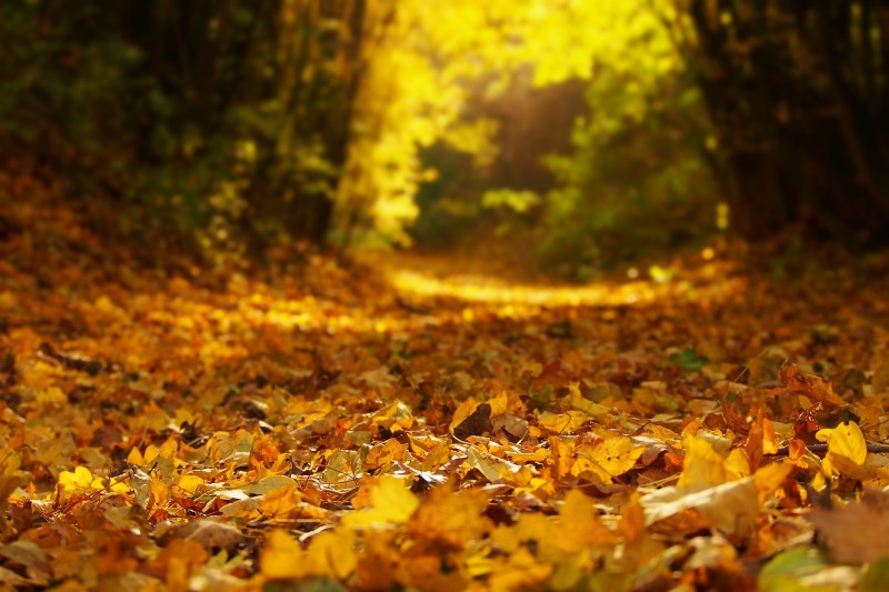 가을 풍경 사진 모음 눈으로 즐겨보세요~ : 네이버 블로그