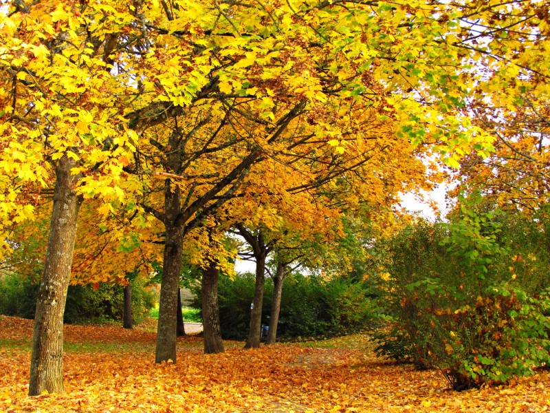 가을 풍경 사진 모음 눈으로 즐겨보세요~ : 네이버 블로그