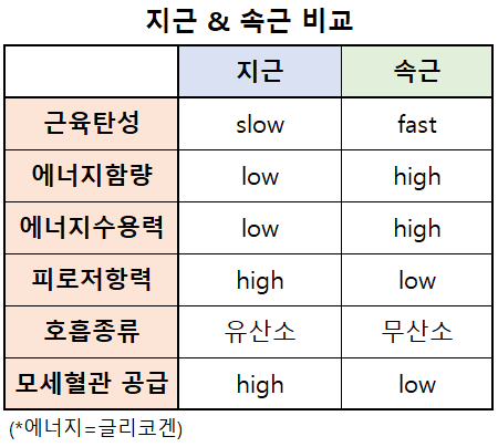  (잠실필라테스)트리니티필라테스 TRINITY PILATES 운동생리학 : 지근, 속근관점에서 바라 본 필라테스