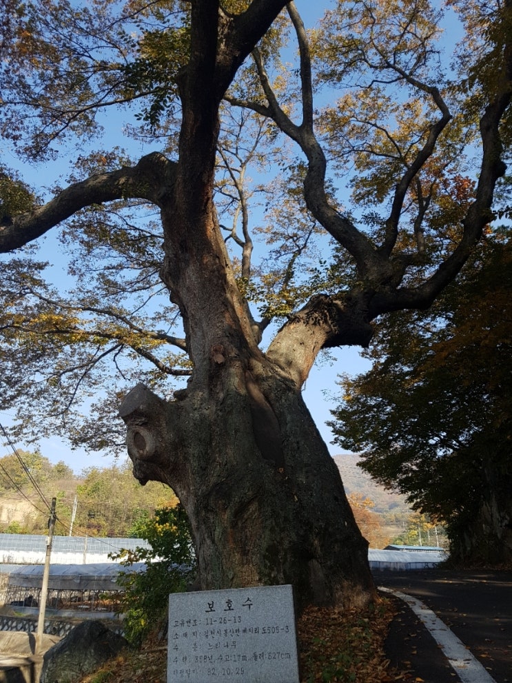  김천 봉산면에 보호수지정 느티나무를 보다 !