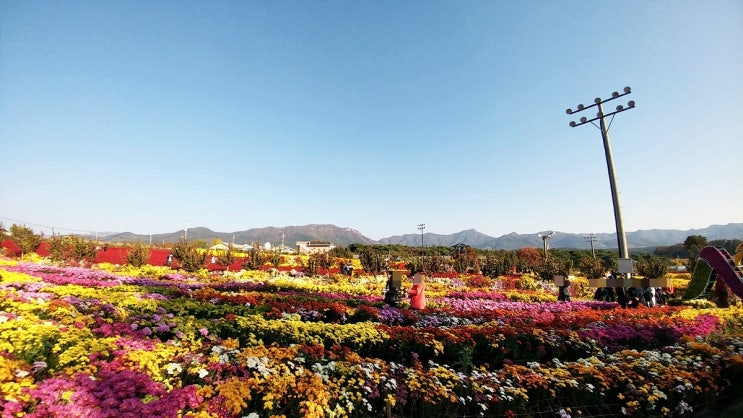  서산국화축제 제20회 서산시국화꽃축제 구경