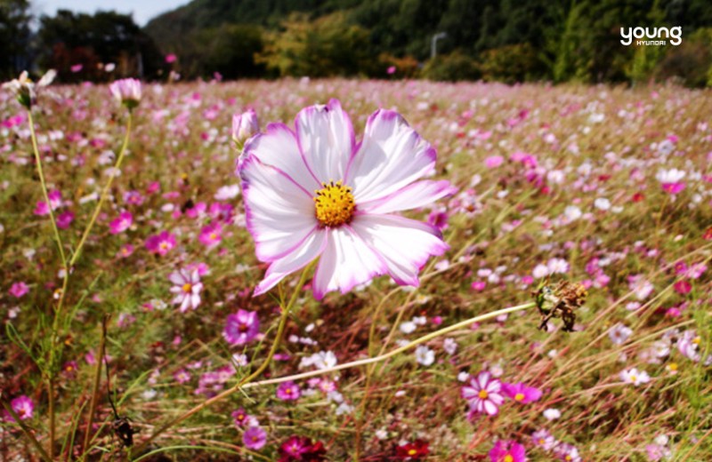 가을 꽃축제 가기 전 가을꽃 종류와 꽃말을 알아보아요! : 네이버 블로그