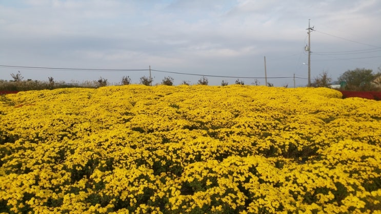  서산,태안,안면도 여행코스 관광 11월 둘째주 서산국화꽃밭 추천
