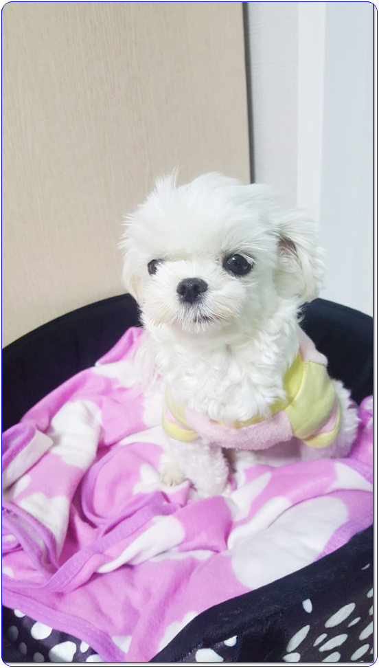  반려견 배변훈련 진짜로 어렵네요!