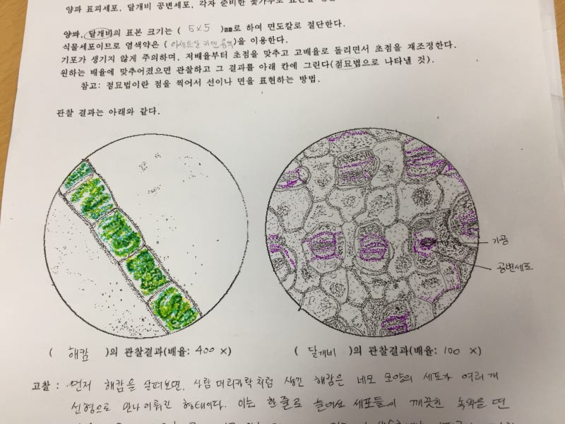 현미경으로 보는 생물들 : 양파 표피세포, 해캄, 달개비 잎의 기공 세포, 백합의 횡단면과 종단면, 밀웜 관찰과 닭발 힘줄 ...