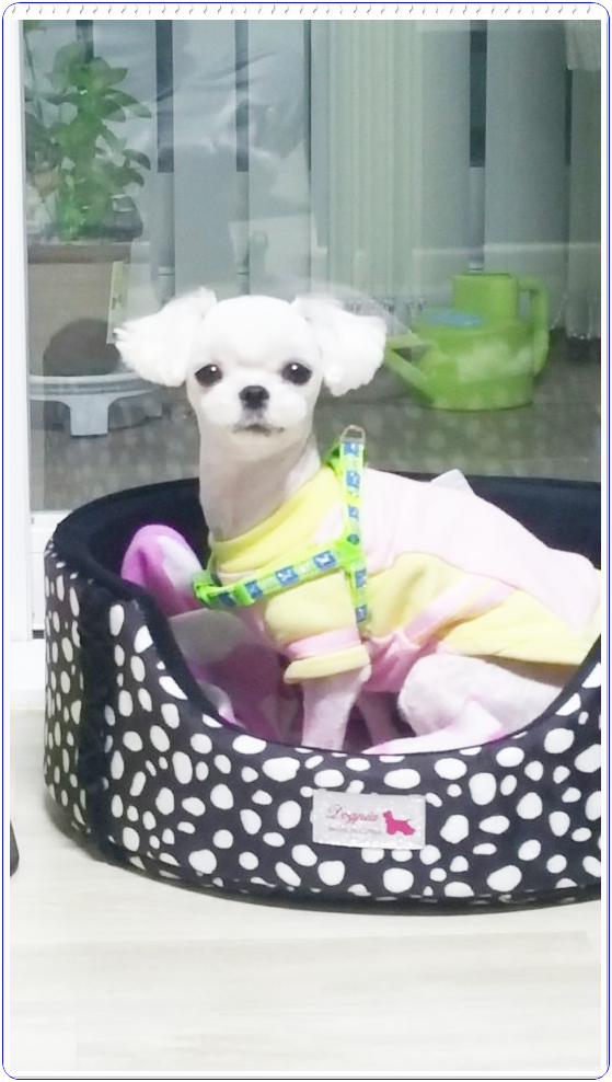 강아지분양 말티즈 미니에요!