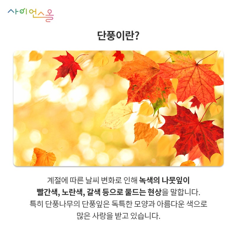 가을이 오면 왜 나뭇잎에 단풍이 들까? : 네이버 블로그