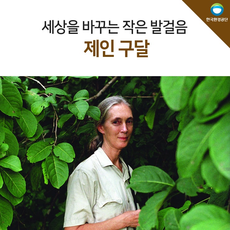 아름다운 환경운동가, 침팬지 연구가 제인구달/값진 인생을 사는 갑진일주, 갑진일주여자,계묘년 갑목일간