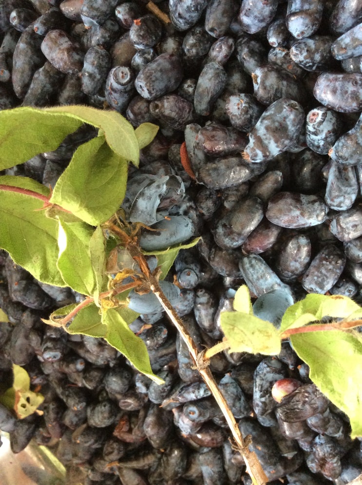  백두산 댕댕이(하니베리 HONY BERRY)효소