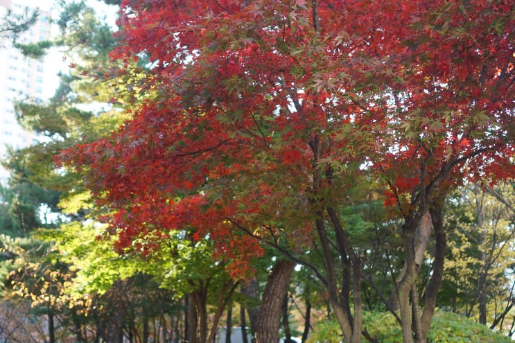  가을이 왔네요~가을이~~!(윈터이즈커밍)