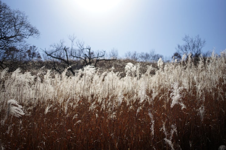 명성산 억새밭, 아름다운 늦가을 정취 명성산 억새밭, 아름다운 늦가을 정취