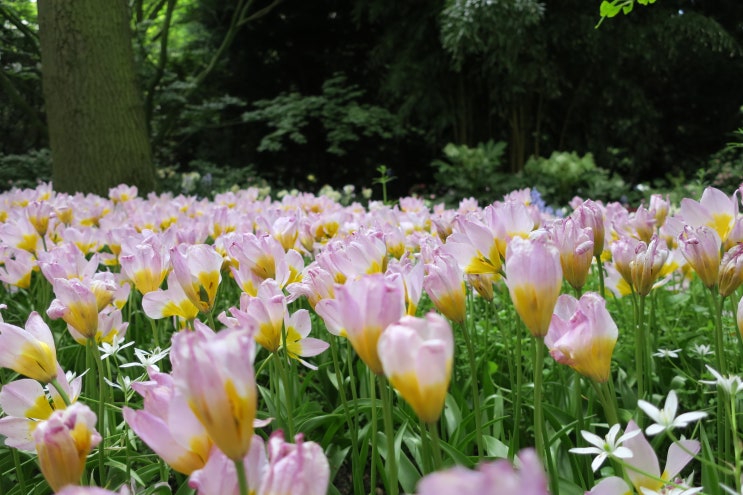  Keukenhof_튤립 가든_코이켄호프_네덜란드