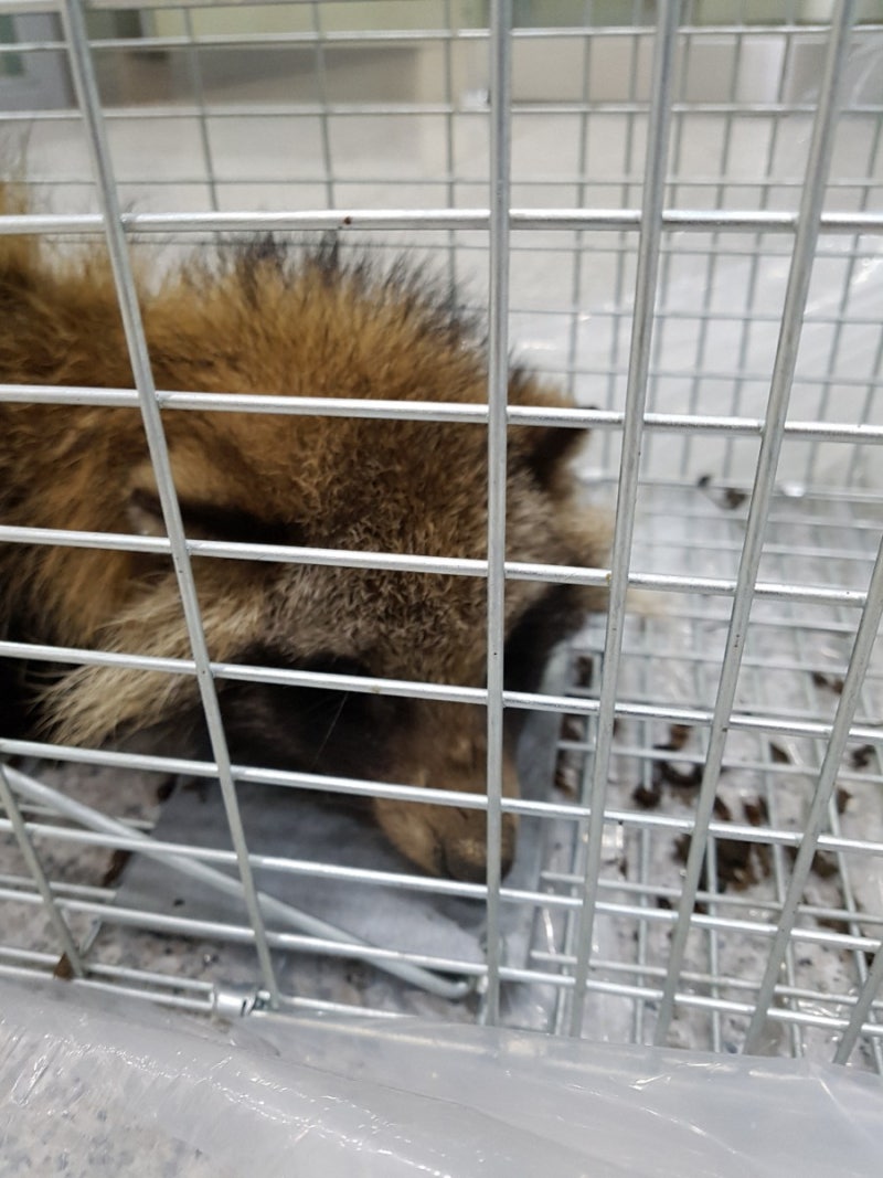 개선충에 걸린 새끼 너구리와, 일반적인 새끼 너구리의 차이 🥲 . . 옴진드기로 인해 개선충이 걸린 너구리는 다른 너구리들에게  진드기를 옮길 수 있으니, 털이 빠진 너구리를 목격하시면 지역 내 야생동물구조센터로 연락 부탁드립니다. . . #, image size:800x1067