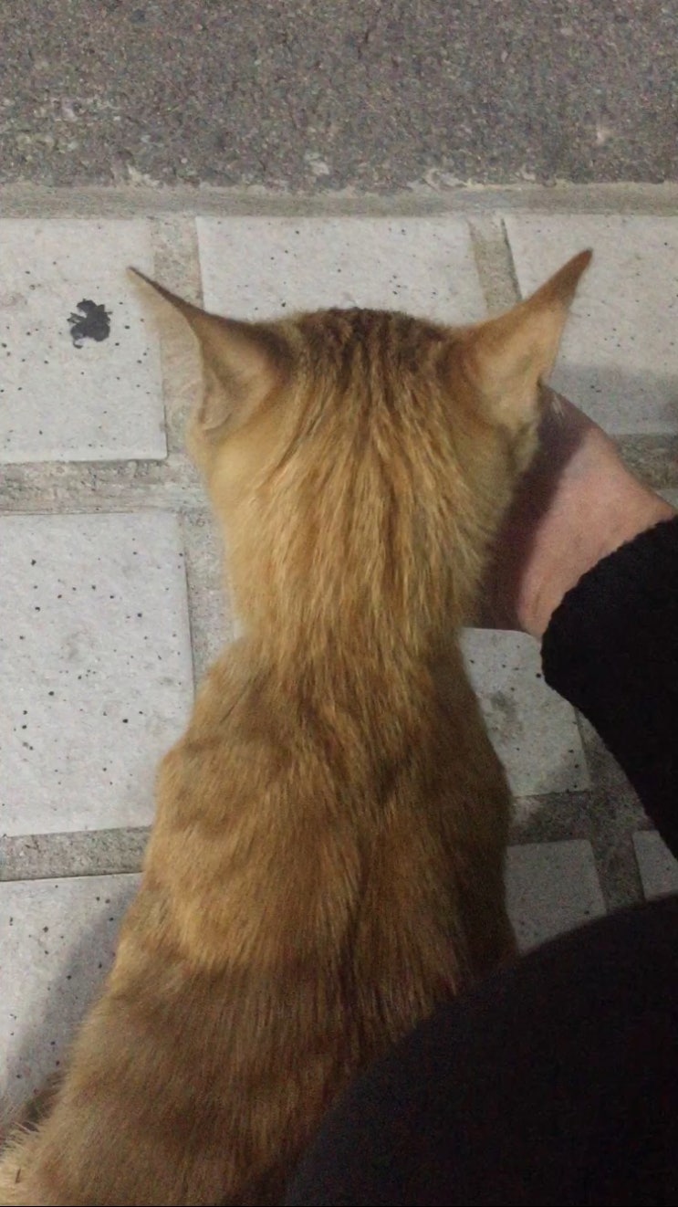  학원앞길냥이