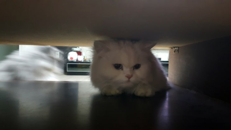  사이좋은 고양이 모자 포쿠와 이타치