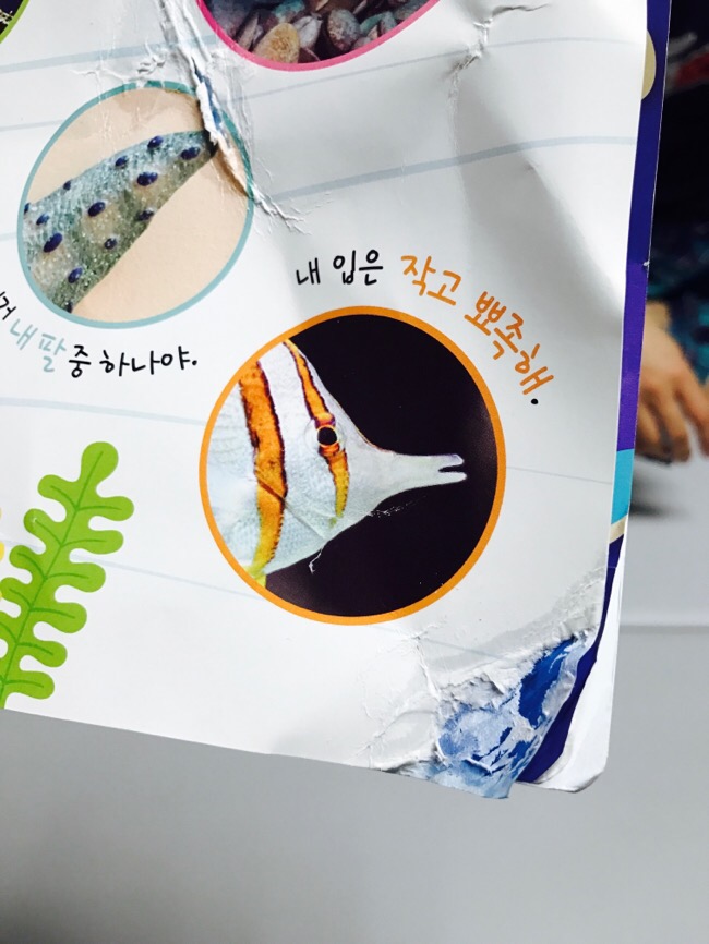 생후 8개월 구강기 종이뜯어묵고 스티커까지 묵음