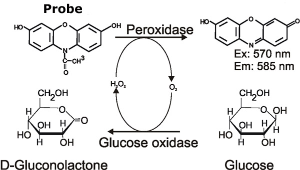  Two key enzymes for the metabolism assay