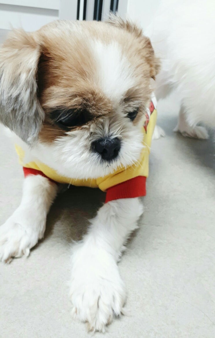  강아지 눈물 개선약 '클린아이 플러스'  한달 사용후기!