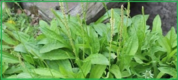 질경이 혜택. 변비, 통풍, 비염, 간경변, 백일해, 가래, 기침, 관절염, 천식, 두통, 고혈압, 이뇨작용, 다이어트 등 (9회)