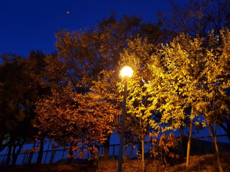  늦 가을, 가로등.