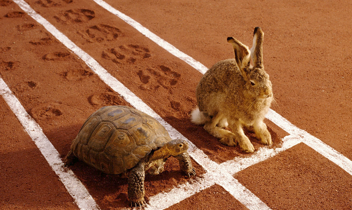 토끼와 거북이의 진짜 교훈 : 네이버 블로그