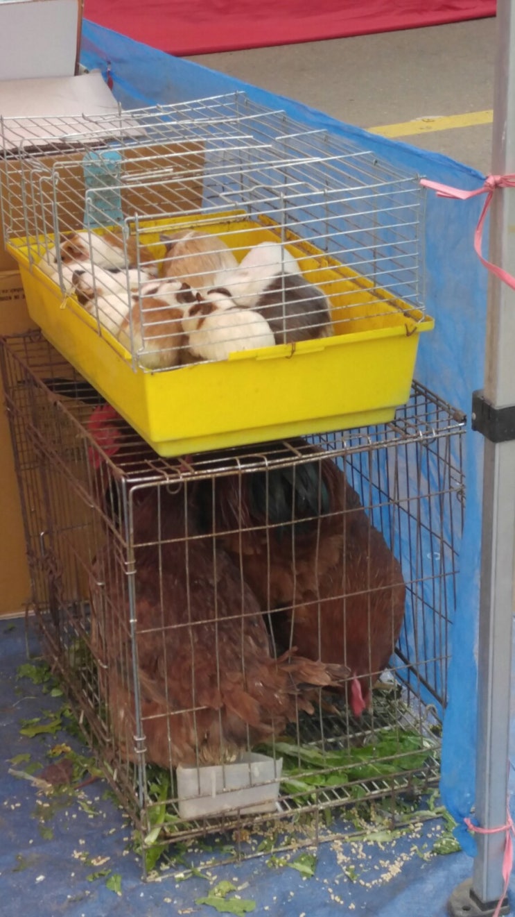  김포 5일장날에는 닭이있어요