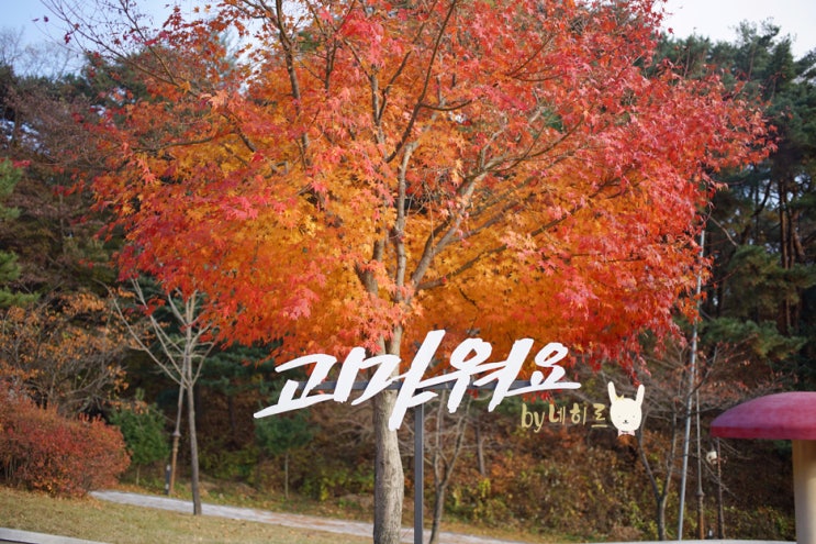  용문산 국민관광단지, 용문사 은행나무 (입장료, 주차정보)