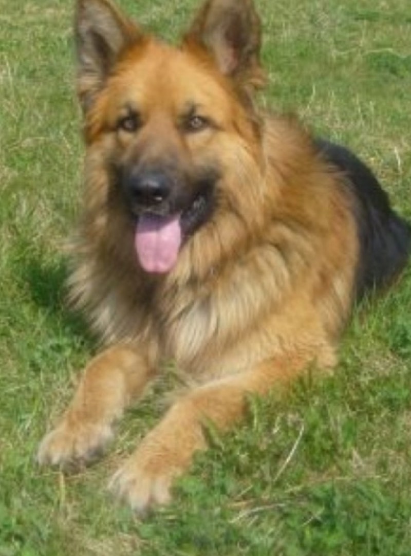 강아지/저먼 셰퍼드/성격/특징/주의점/군용견/분양/참고 : 네이버 블로그, image size:800x1082