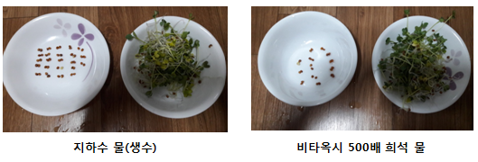 비타옥시 발아 및 발육 실험 : 네이버 블로그