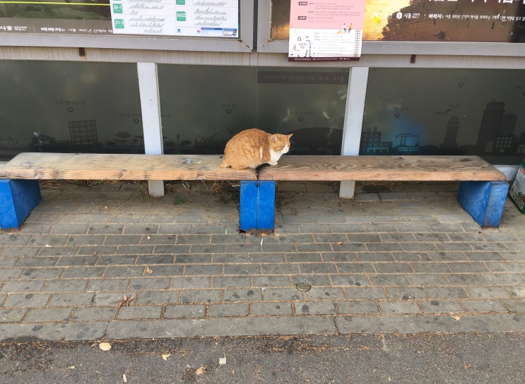  고양이는 왜 버스정류장에 앉아 있는 걸까?
